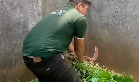 Membersihkan rumput halaman rumah